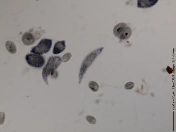 L002a 100x.JPG